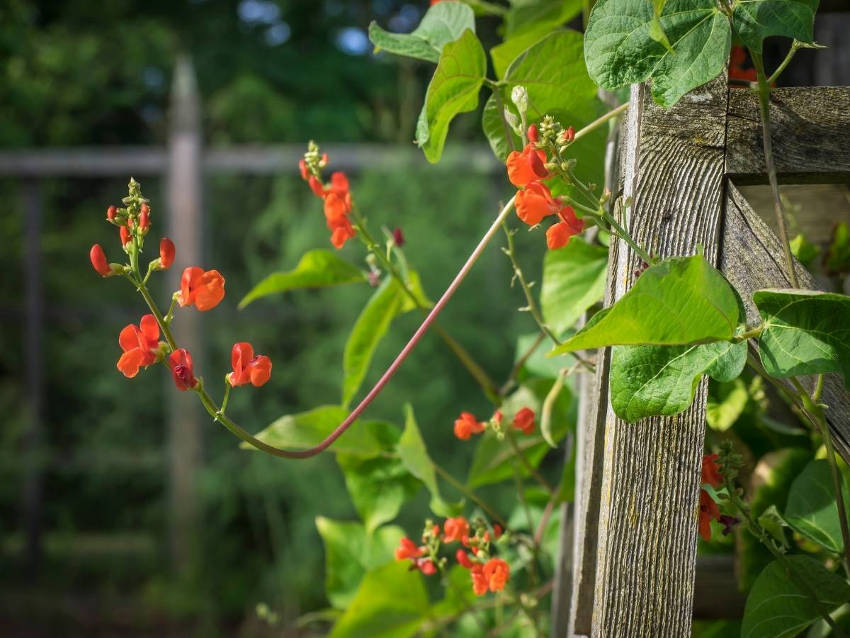 Runner Beans 5